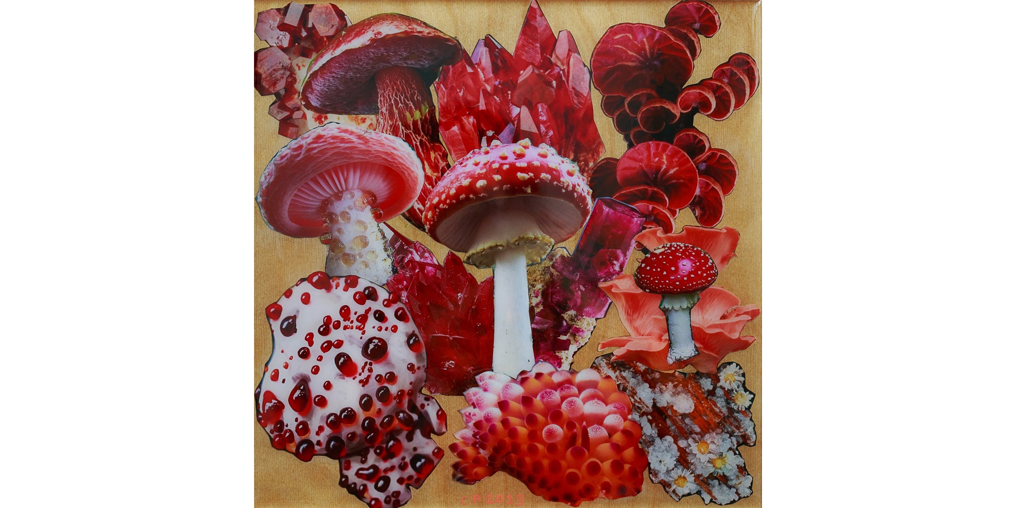 NUDI RED FUNGHI