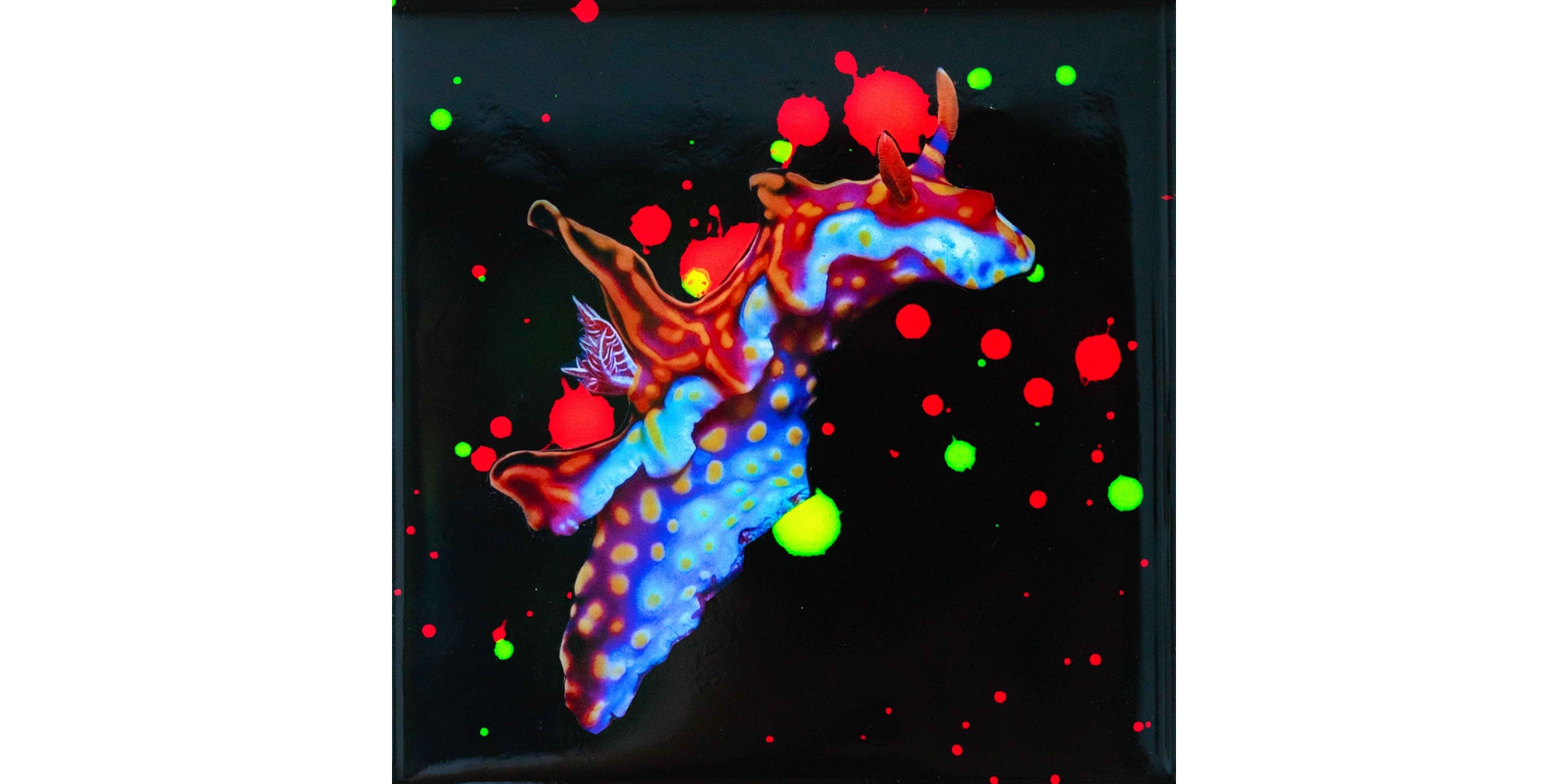 NUDI DRAGON B