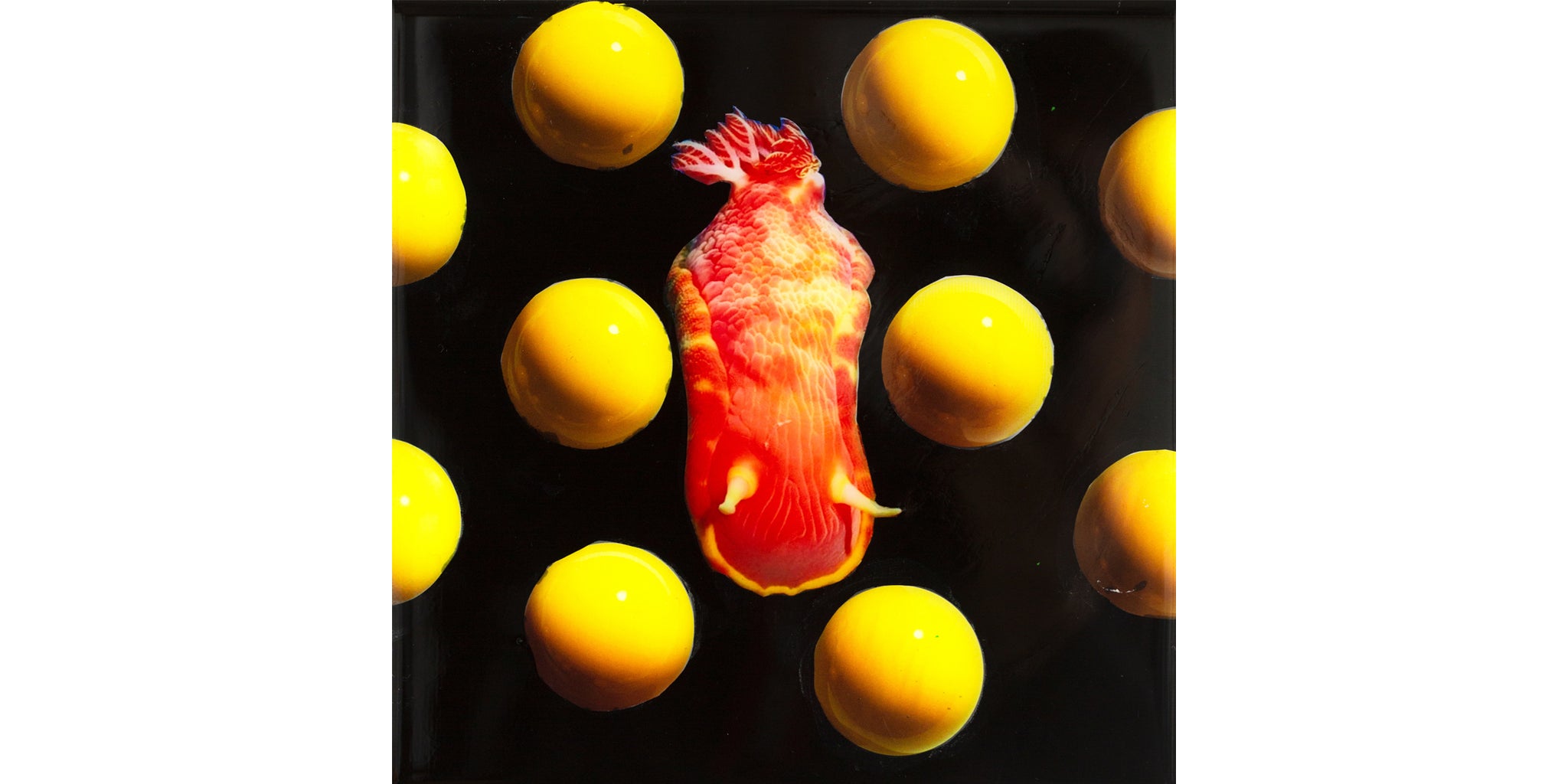NUDI KUSAMA