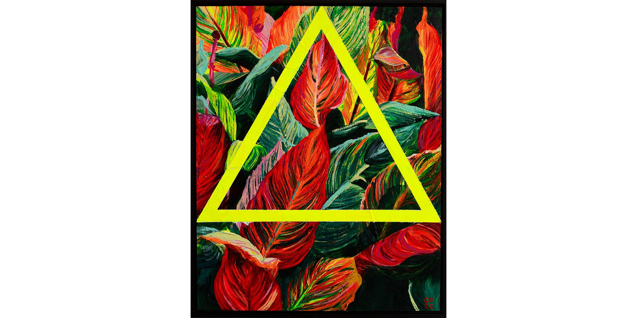 CANNA LILLIES