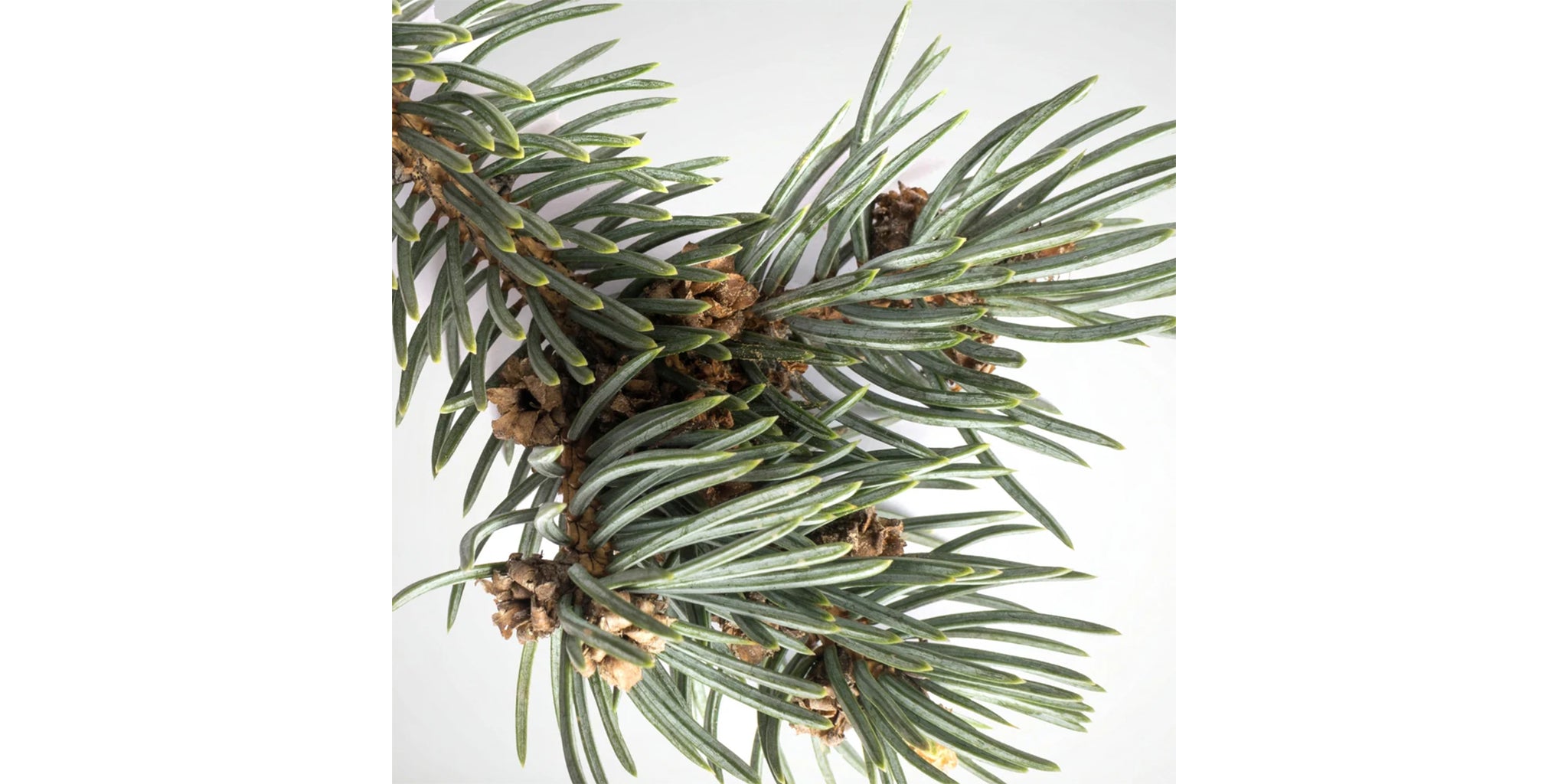 Fir Balsam