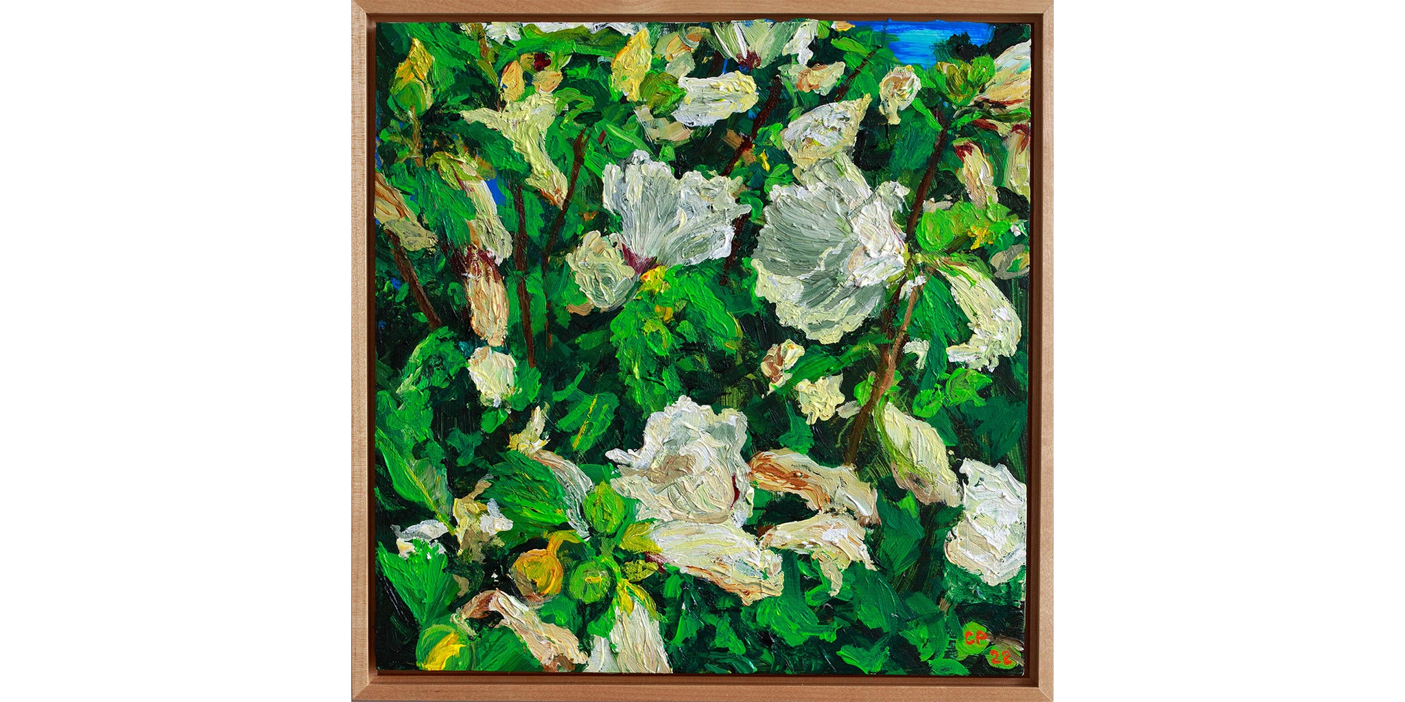 Wilting Rose of Sharon