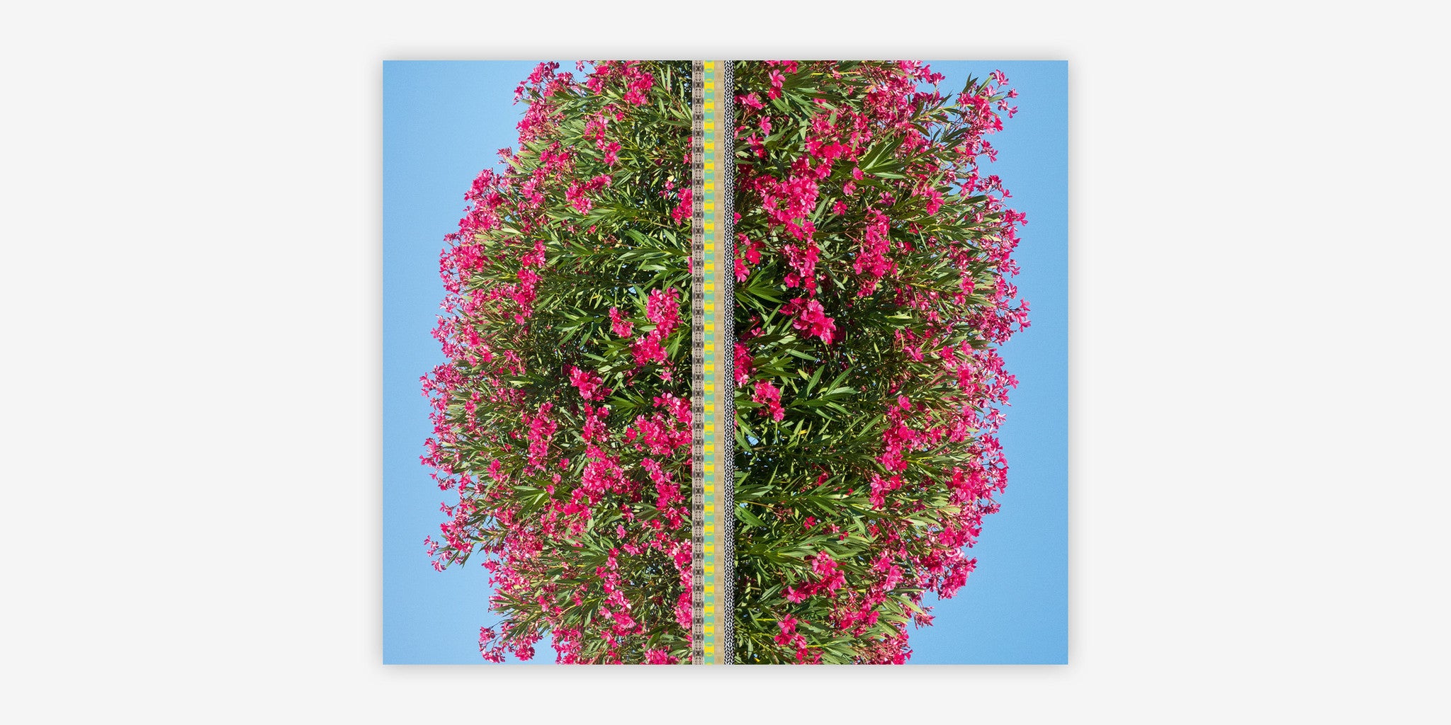 C02: Magenta Mediterranean