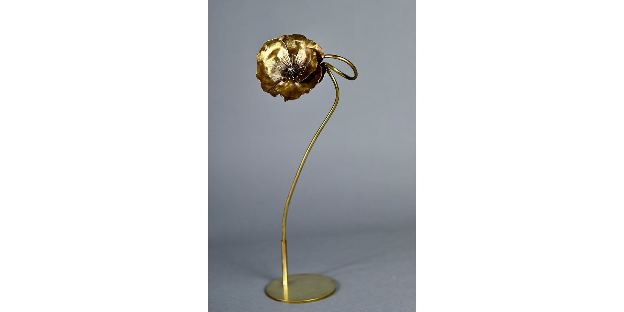 Papaver 'Shirley'