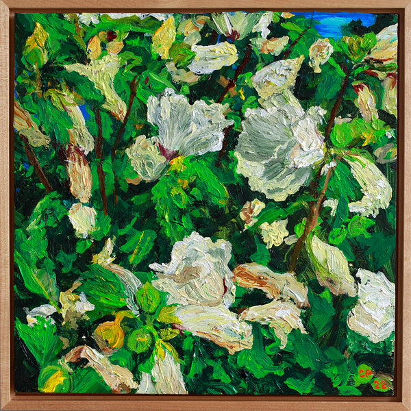 Wilting Rose of Sharon